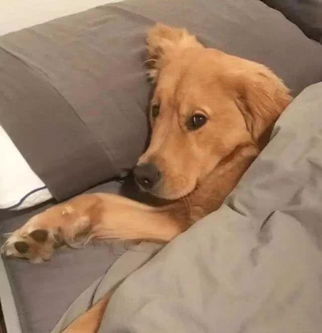 金毛犬共眠:甜蜜与挑战并存