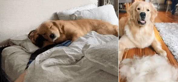 金毛犬共眠:甜蜜与挑战并存