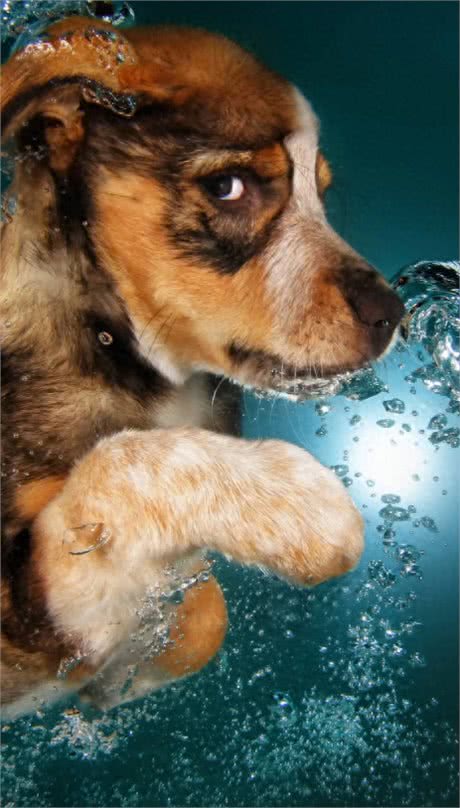 罕见的狗狗口腔护理:探秘牙龈按摩的益处