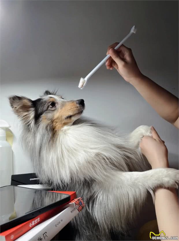 罕见的狗狗口腔护理:探秘牙龈按摩的益处