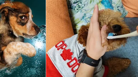 罕见的狗狗口腔护理:探秘牙龈按摩的益处