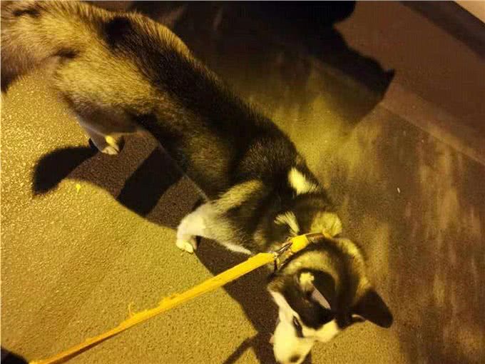 在夜晚,狗狗能看见人类看不见的东西?没错,真的可以