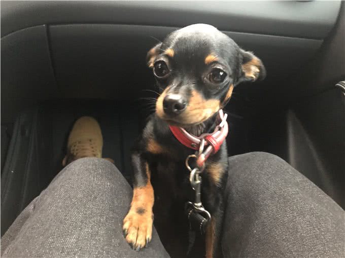 在夜晚,狗狗能看见人类看不见的东西?没错,真的可以