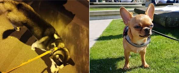 在夜晚,狗狗能看见人类看不见的东西?没错,真的可以