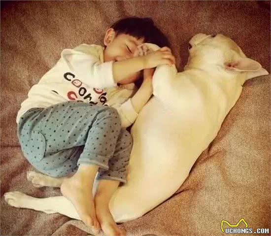 汪酱与小孩同在!适合陪伴小孩的狗狗