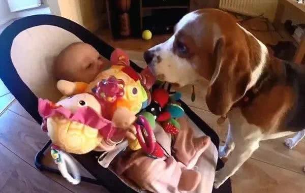 汪酱与小孩同在!适合陪伴小孩的狗狗