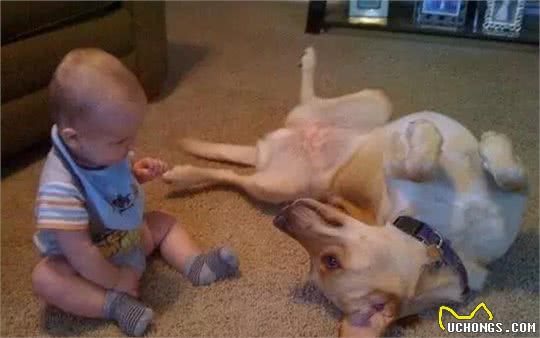 汪酱与小孩同在!适合陪伴小孩的狗狗