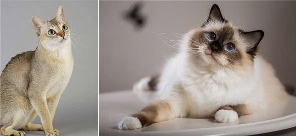 揭秘猫咪智商排名，看看你家的喵星人是否上榜!