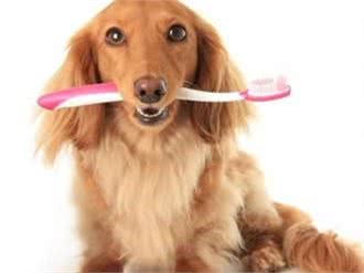 夏天到了,是否狗狗会经常出现口臭问题?那应该如何治理呢?