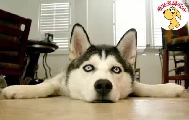 狗狗呕吐,也有可能会致命,紧急措施,一定要学会!