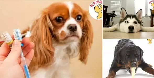 狗狗呕吐，也有可能会致命，紧急措施，一定要学会!