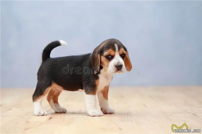 巴吉度犬为什么被禁养,巴吉度猎犬禁养吗,为什么养巴吉度的人少