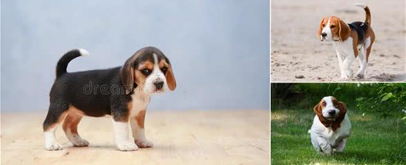 巴吉度犬为什么被禁养,巴吉度猎犬禁养吗,为什么养巴吉度的人少