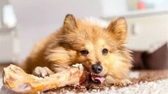 狗狗真的爱吃骨头吗?不建议让小狗吃骨头的原因