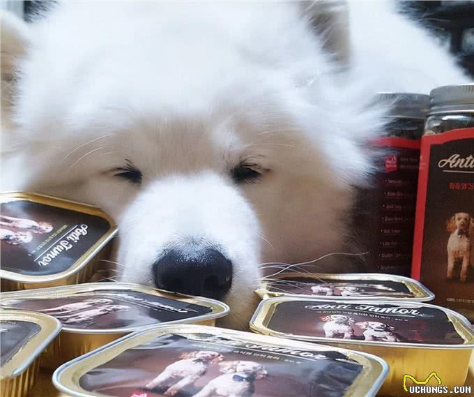 除了正常的狗粮之外,还可以给狗吃一些零食,让它的营养更全面