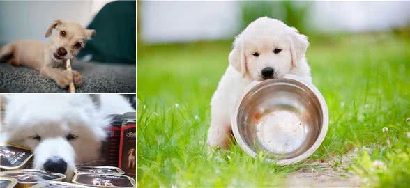 除了正常的狗粮之外,还可以给狗吃一些零食,让它的营养更全面