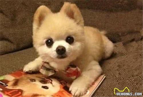 狗狗癌症早发现早治疗,定期体检,对中老年犬必不可少