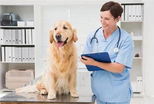 狗狗癌症早发现早治疗,定期体检,对中老年犬必不可少