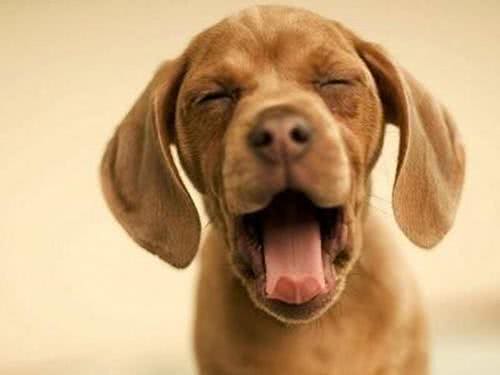 狗狗癌症早发现早治疗,定期体检,对中老年犬必不可少