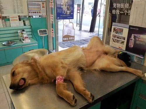 狗狗癌症早发现早治疗,定期体检,对中老年犬必不可少