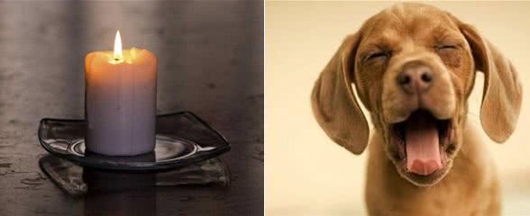 狗狗癌症早发现早治疗,定期体检,对中老年犬必不可少