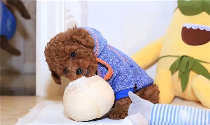 泰迪犬的价格是多少?那个体型的贵?