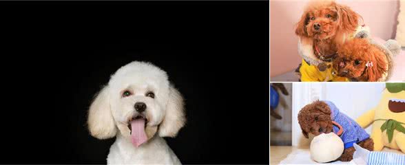 泰迪犬的价格是多少?那个体型的贵?