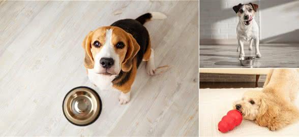 狗狗快吃真的短命?揭秘狗狗吃饭速度与寿命的关系