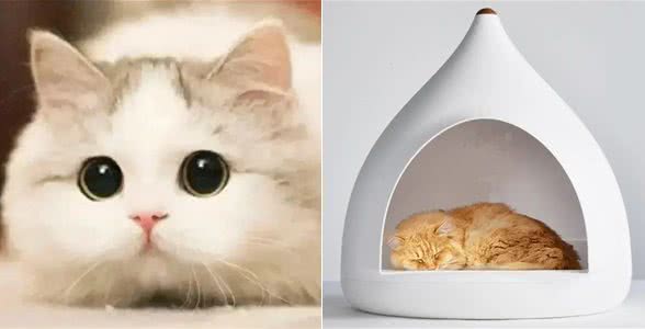 新手养猫到底该怎么养?