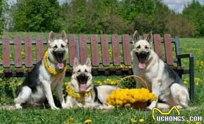 2万一只东欧牧羊犬，比德牧强悍，很多进了饭店