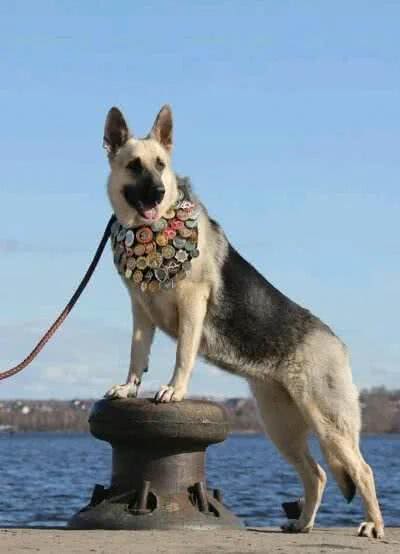 2万一只东欧牧羊犬，比德牧强悍，很多进了饭店