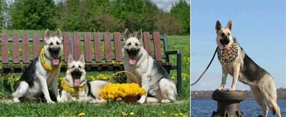 2万一只东欧牧羊犬,比德牧强悍,很多进了饭店