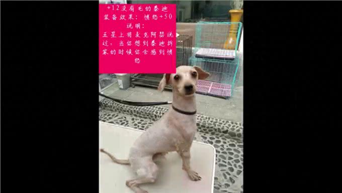 在家给毛孩子洗澡的家长们看过来啦—狗洗澡