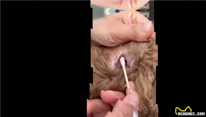 在家给毛孩子洗澡的家长们看过来啦—狗洗澡