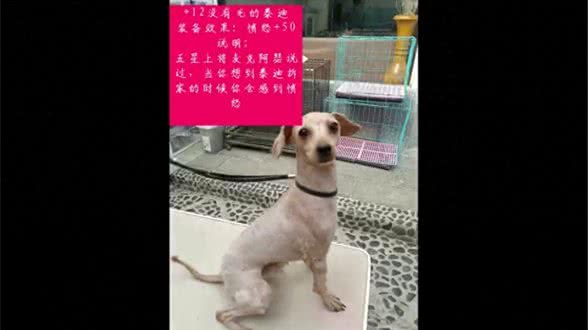 在家给毛孩子洗澡的家长们看过来啦—狗洗澡