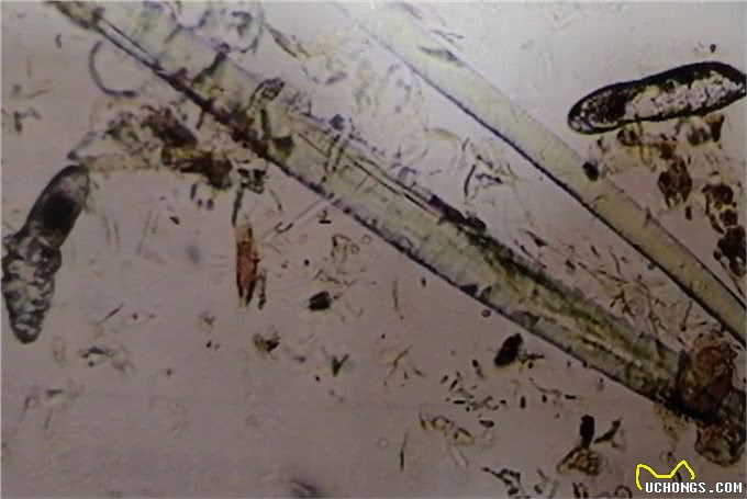 狗的蠕形螨感染