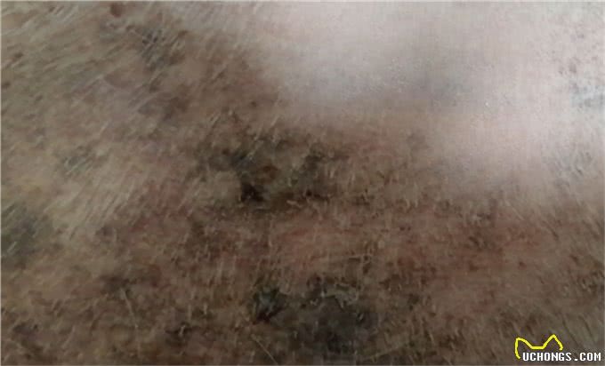 狗的蠕形螨感染