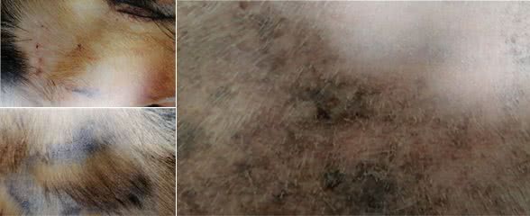 狗的蠕形螨感染