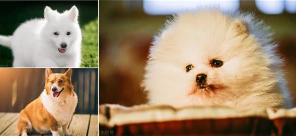 各种狗狗遗传病常见宠物狗的几类遗传疾病