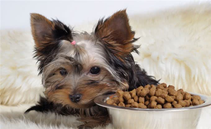 狗狗不愿意吃饭小狗怎么不愿意吃饭呢?