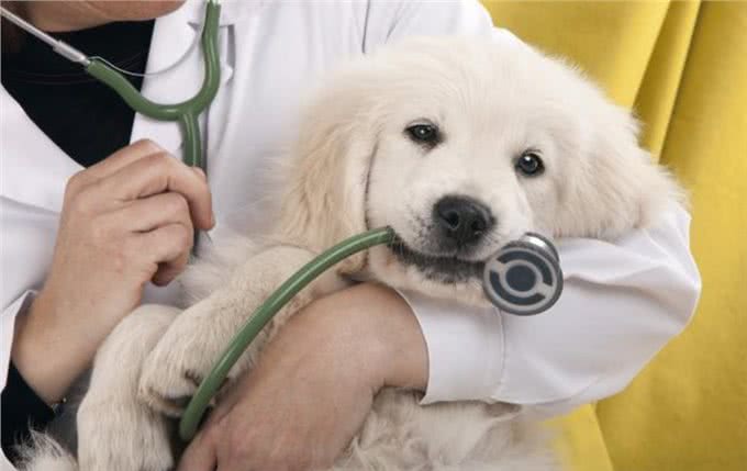 狗狗不愿意吃饭小狗怎么不愿意吃饭呢?