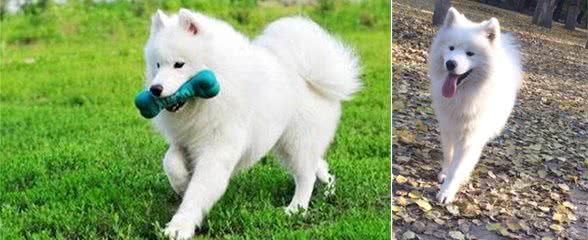 世界名犬-萨摩耶犬|Samoyed