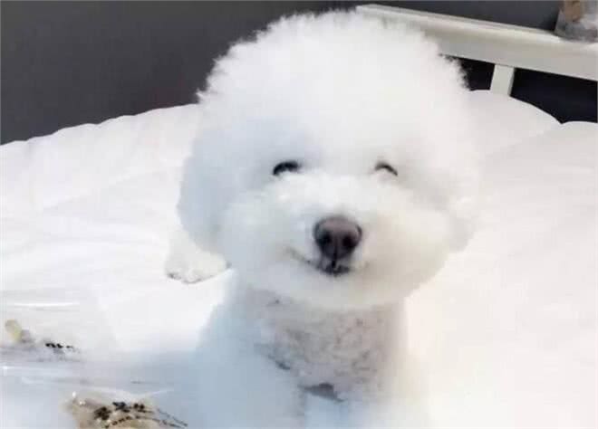 比熊?贵宾?泰迪?爱宠物的你真的能分清楚么?