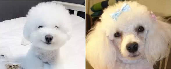 比熊?贵宾?泰迪?爱宠物的你真的能分清楚么?