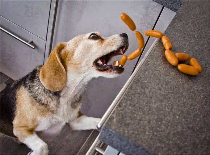 狗乱吃东西怎么办