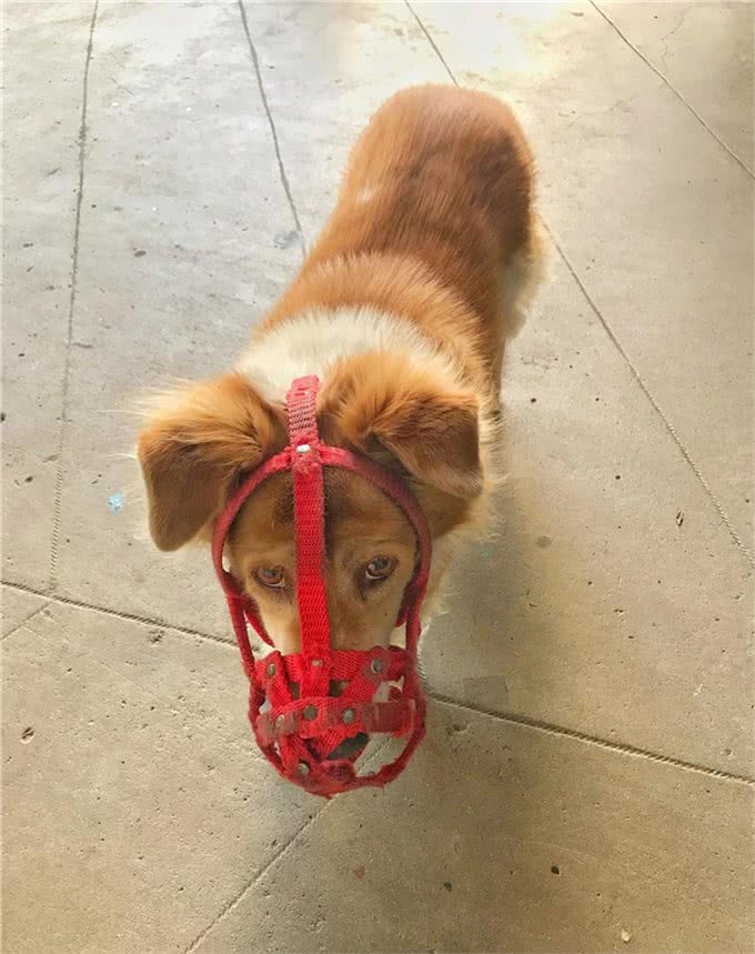 狗乱吃东西怎么办