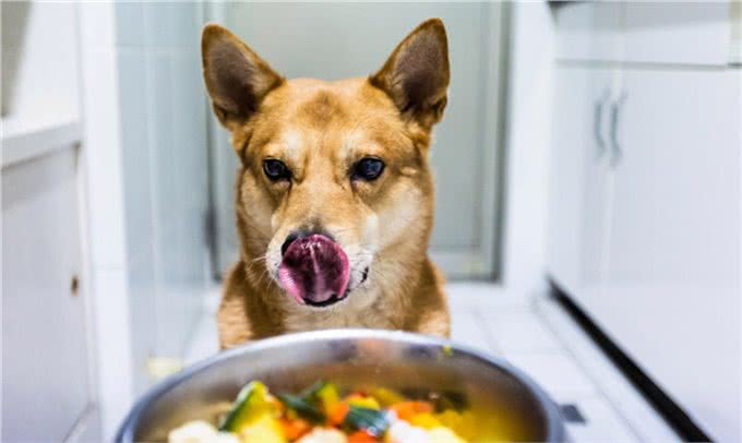 狗乱吃东西怎么办