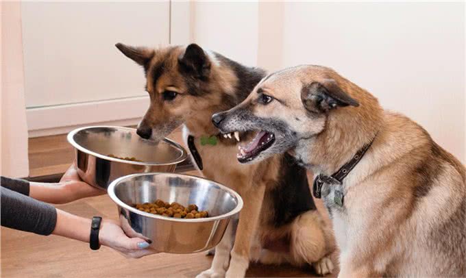 狗乱吃东西怎么办