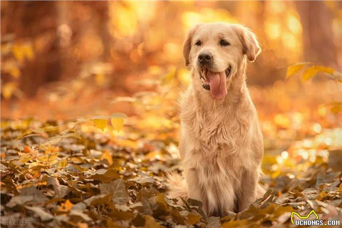 学会这3招，快速鉴别纯种金毛