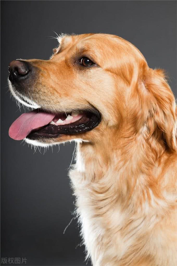 学会这3招，快速鉴别纯种金毛